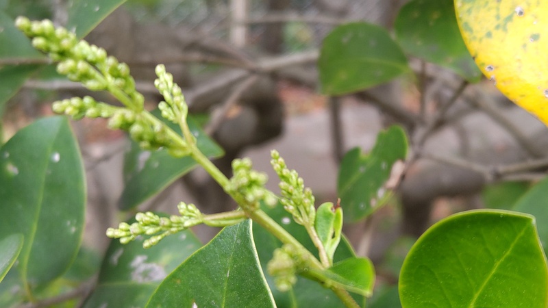 ネズミモチの蕾 東京都大田区平和島公園