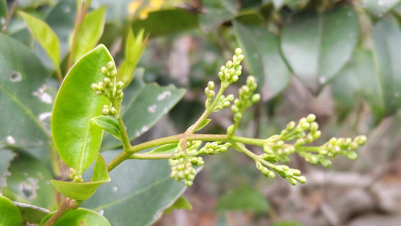 ネズミモチの蕾 東京都大田区平和島公園