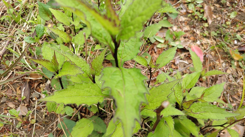 フジバカマ 東京都大田区平和島公園