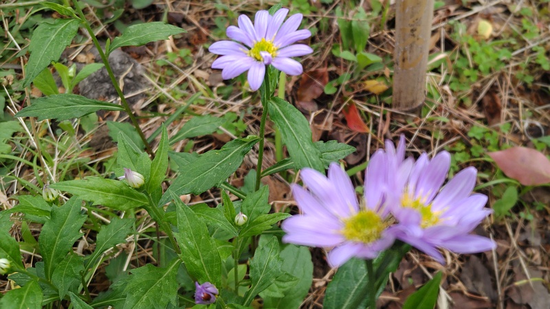 ミヤコワスレの花 東京都大田区平和島公園