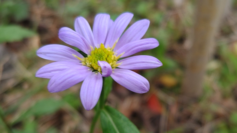 ミヤコワスレの花 東京都大田区平和島公園