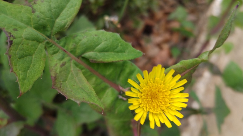 ノゲシの花 東京都大田区平和島公園