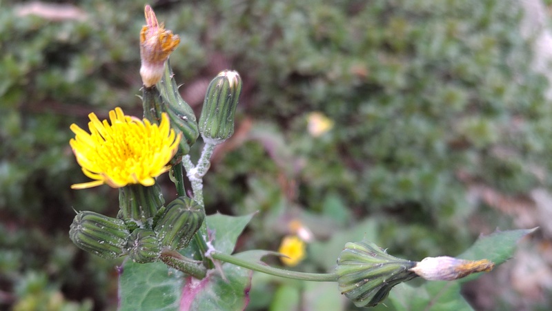 ノゲシの花 東京都大田区平和島公園