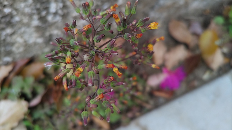 オニタビラコの花 東京都大田区平和島公園