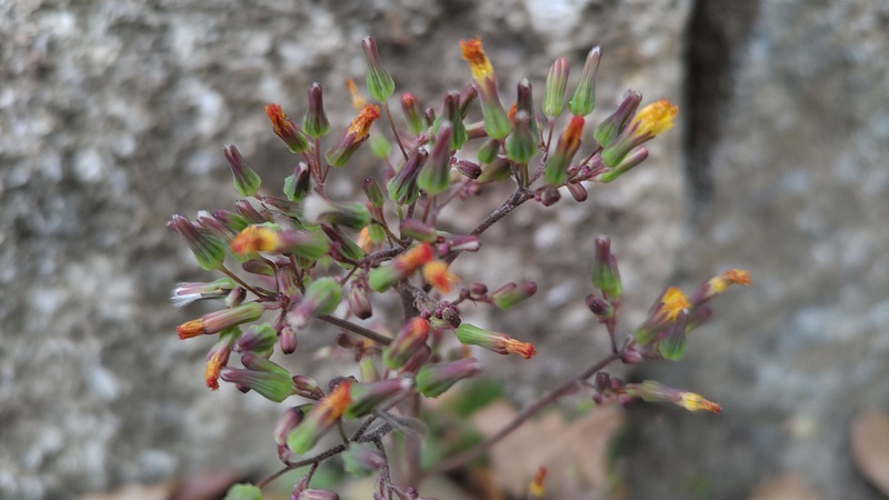 オニタビラコの花 東京都大田区平和島公園