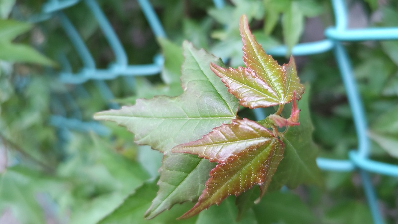 トウカエデの新芽 東京都大田区平和島公園