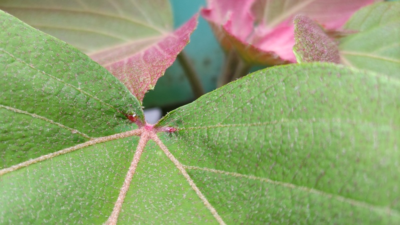 アカメガシワの蜜腺 東京都大田区平和島公園