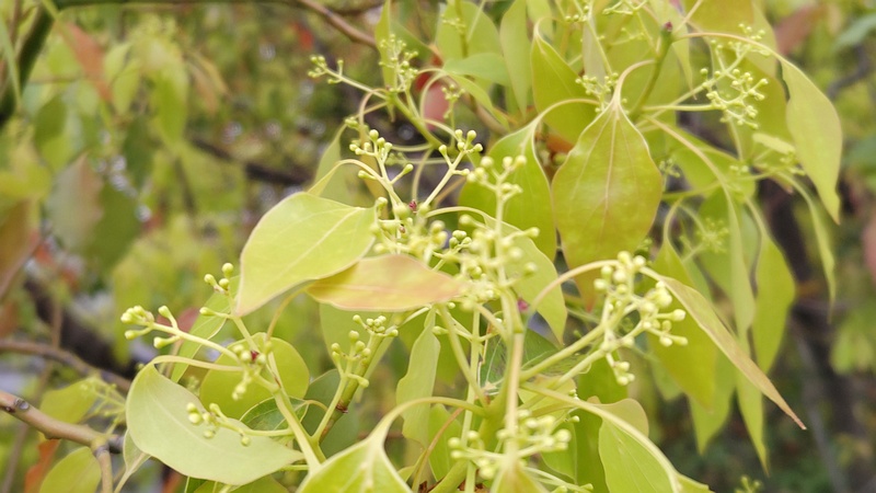 クスノキの花 東京都大田区平和島公園