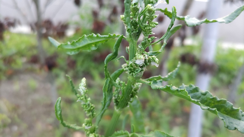 ナガバギシギシの花 東京都大田区平和島公園