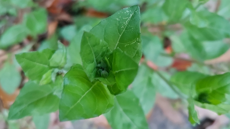 ユウゲショウ 東京都大田区平和島公園
