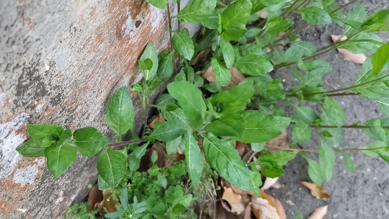 ユウゲショウ 東京都大田区平和島公園