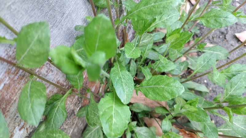 ユウゲショウ 東京都大田区平和島公園