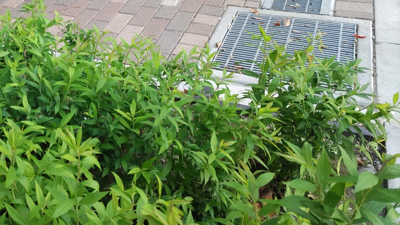 シモツケ 東京都大田区平和島公園