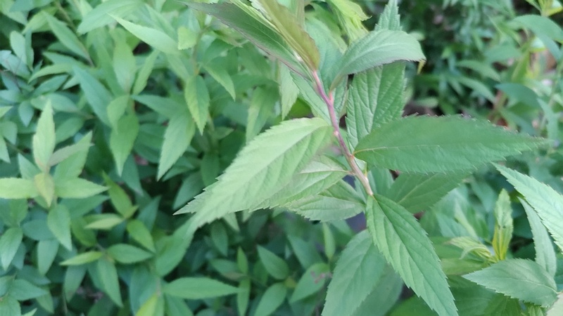 シモツケ 東京都大田区平和島公園