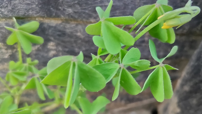 オッタチカタバミの葉 東京都大田区平和島公園