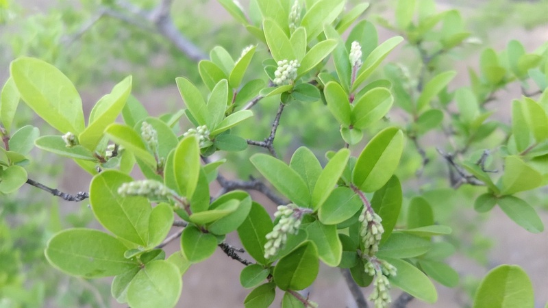 イボタノキの蕾 東京都大田区平和島公園