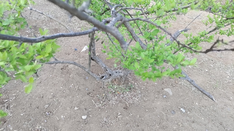 イボタノキ 東京都大田区平和島公園