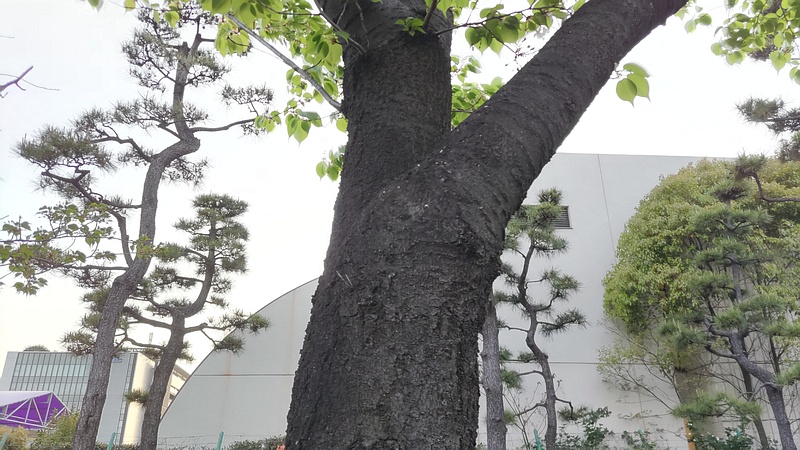 オオシマザクラの樹皮 東京都大田区平和島公園