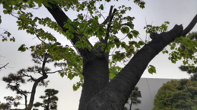 オオシマザクラの果実 東京都大田区平和島公園