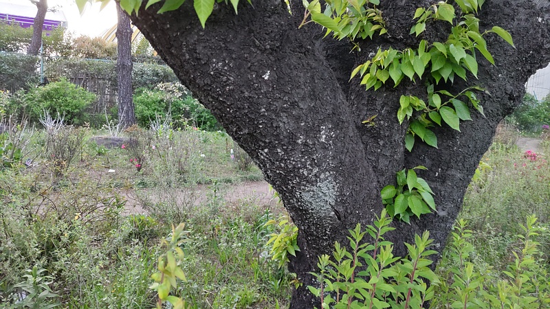 オオシマザクラの樹皮 東京都大田区平和島公園