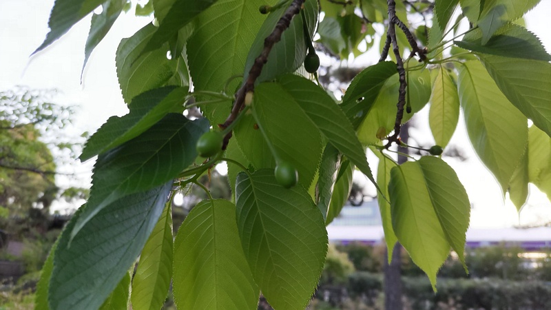 オオシマザクラの果実 東京都大田区平和島公園