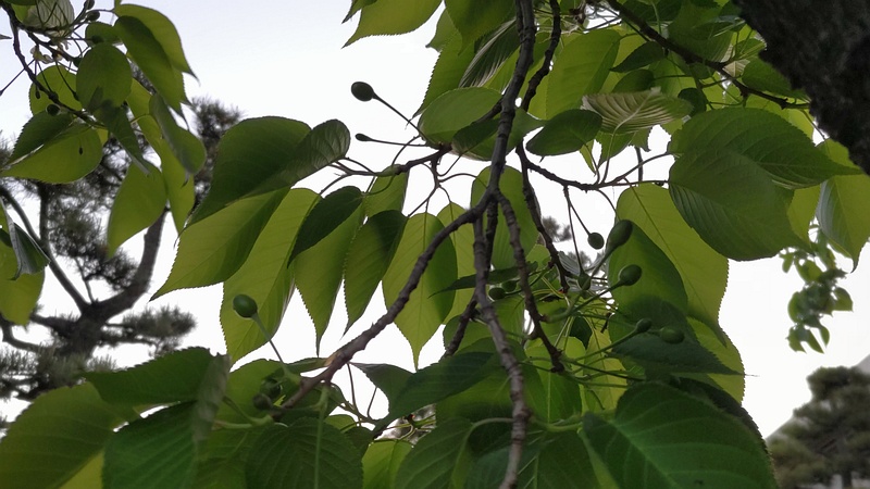 オオシマザクラの果実 東京都大田区平和島公園
