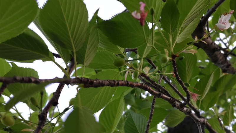オオシマザクラの果実 東京都大田区平和島公園