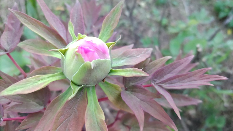 ボタンの蕾 東京都大田区平和島公園