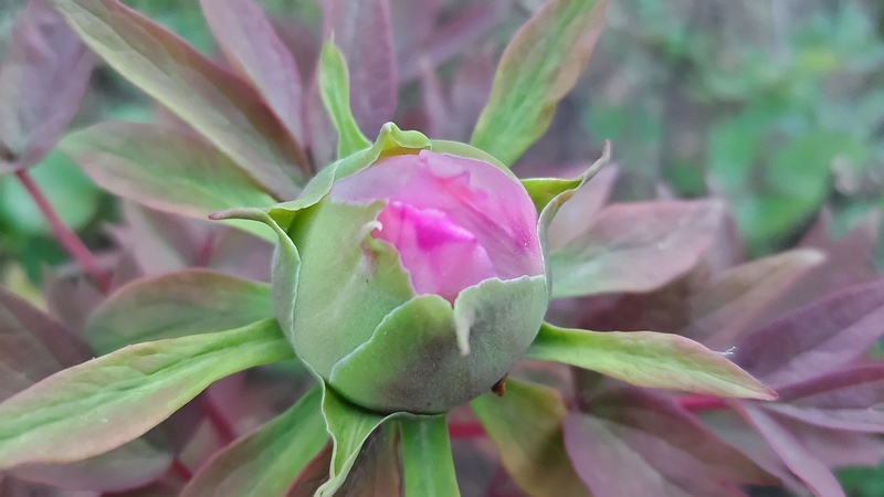 ボタンの蕾 東京都大田区平和島公園