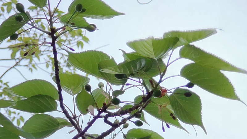 オオシマザクラの果実 東京都大田区平和島公園