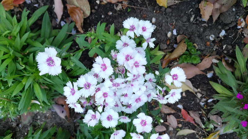 ビジョナデシコの花 東京都大田区平和島公園