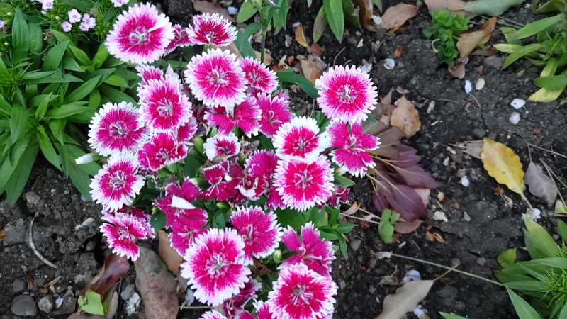 ビジョナデシコの花 東京都大田区平和島公園