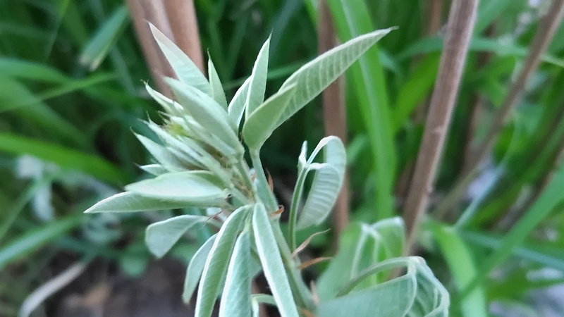 ミヤギノハギ 東京都大田区平和島公園