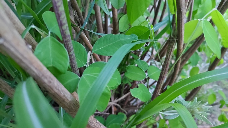 ミヤギノハギ 東京都大田区平和島公園