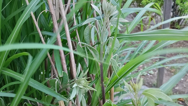 ミヤギノハギ 東京都大田区平和島公園