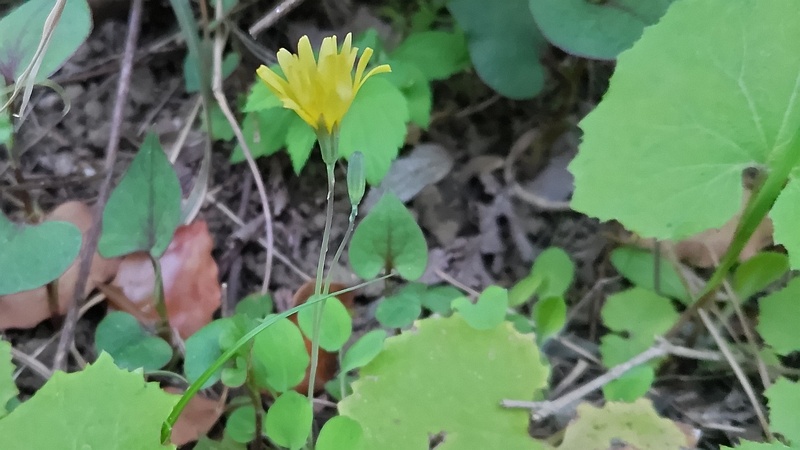 ジシバリの花 東京都大田区平和島公園