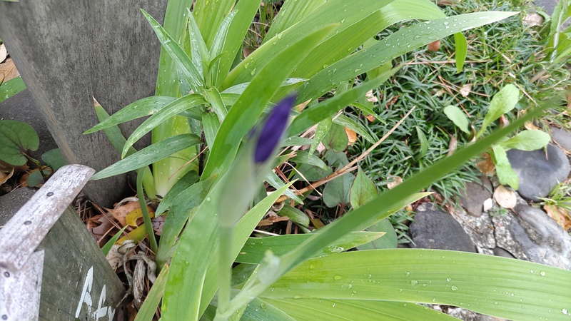 アヤメの葉 東京都大田区平和島公園