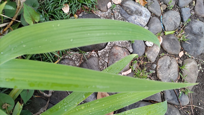 アヤメの葉 東京都大田区平和島公園