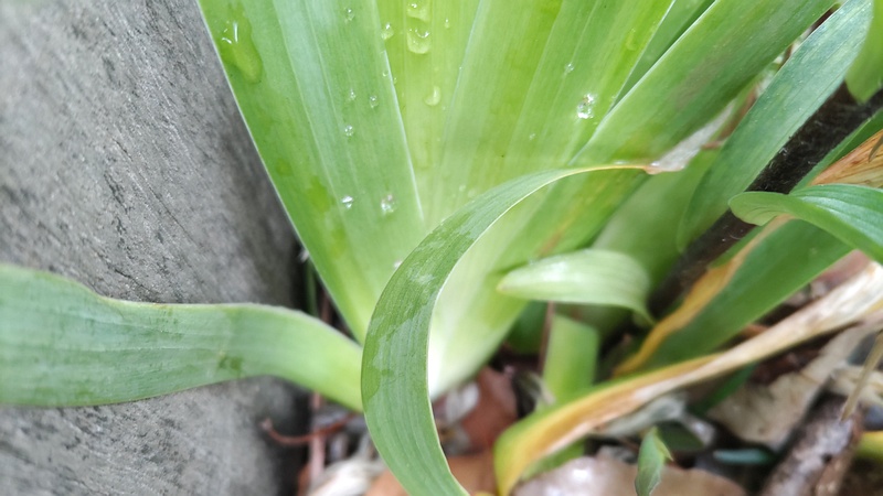 アヤメの葉 東京都大田区平和島公園