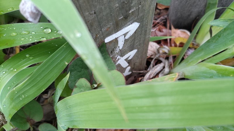 アヤメの名札 東京都大田区平和島公園