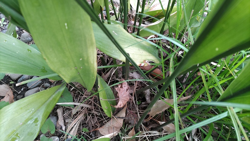 ハラン 東京都大田区平和島公園