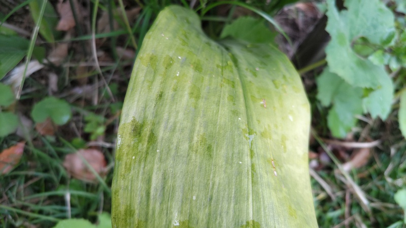 ハラン 東京都大田区平和島公園