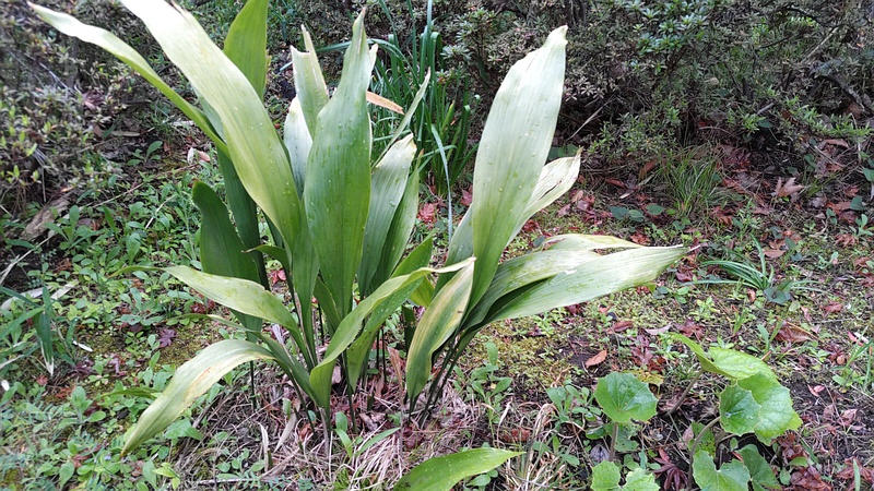 ハラン 東京都大田区平和島公園