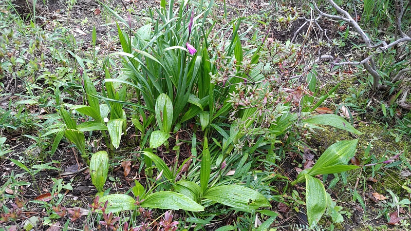 シランの花 東京都大田区平和島公園
