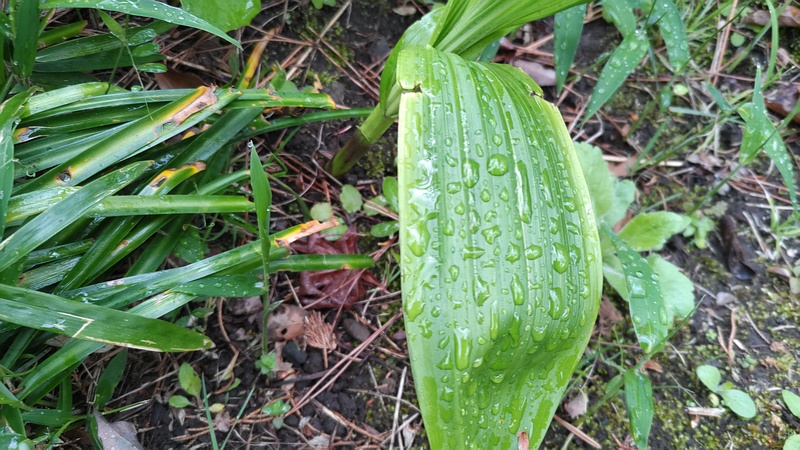 シランの葉 東京都大田区平和島公園
