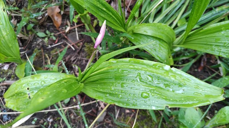 シランの蕾 東京都大田区平和島公園