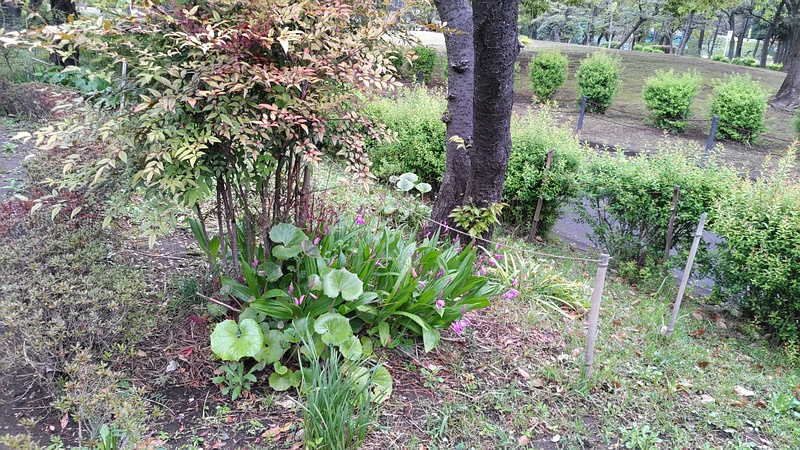シランの植込み 東京都大田区平和島公園