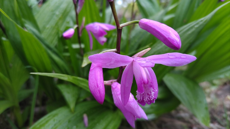 シランの花 東京都大田区平和島公園
