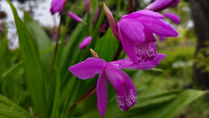 シランの花 東京都大田区平和島公園