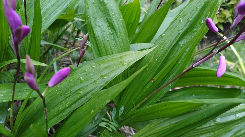 シランの蕾 東京都大田区平和島公園